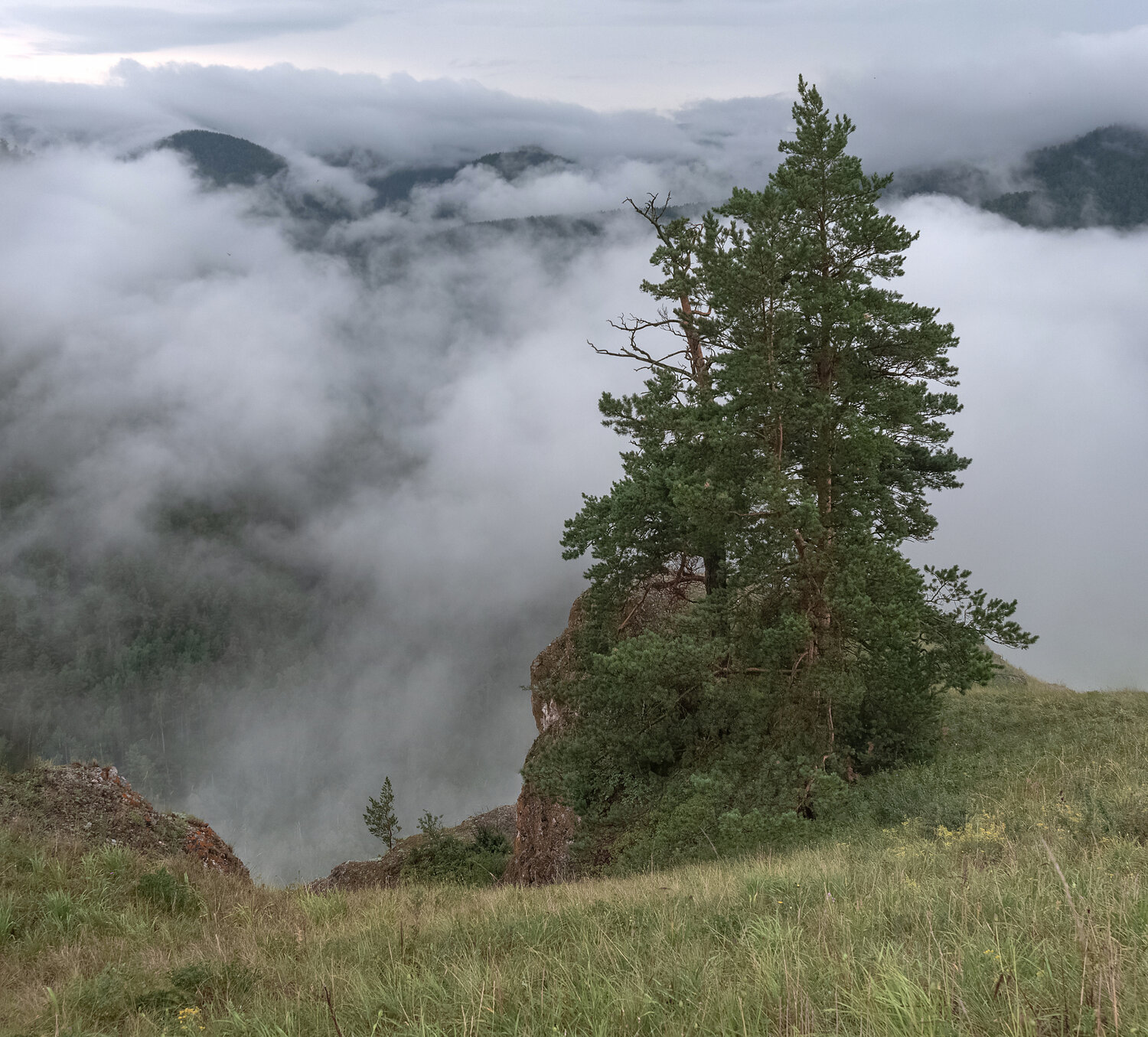 сибирь, торгашинский хребет, утро, туман, дерево, Марина Фомина