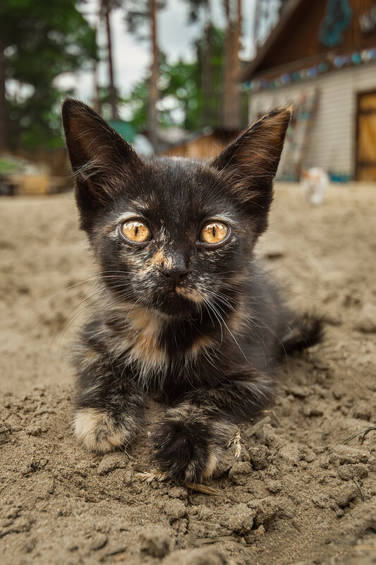 Котёнок фото превью