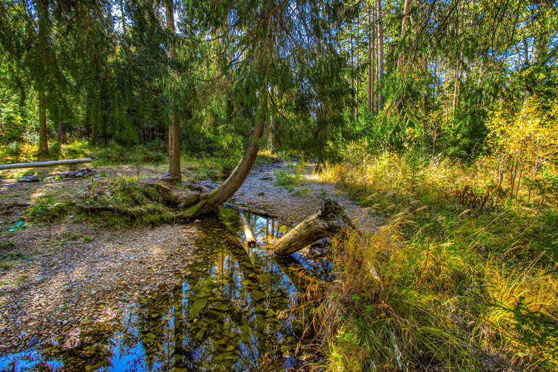 Лесной уголок фото превью