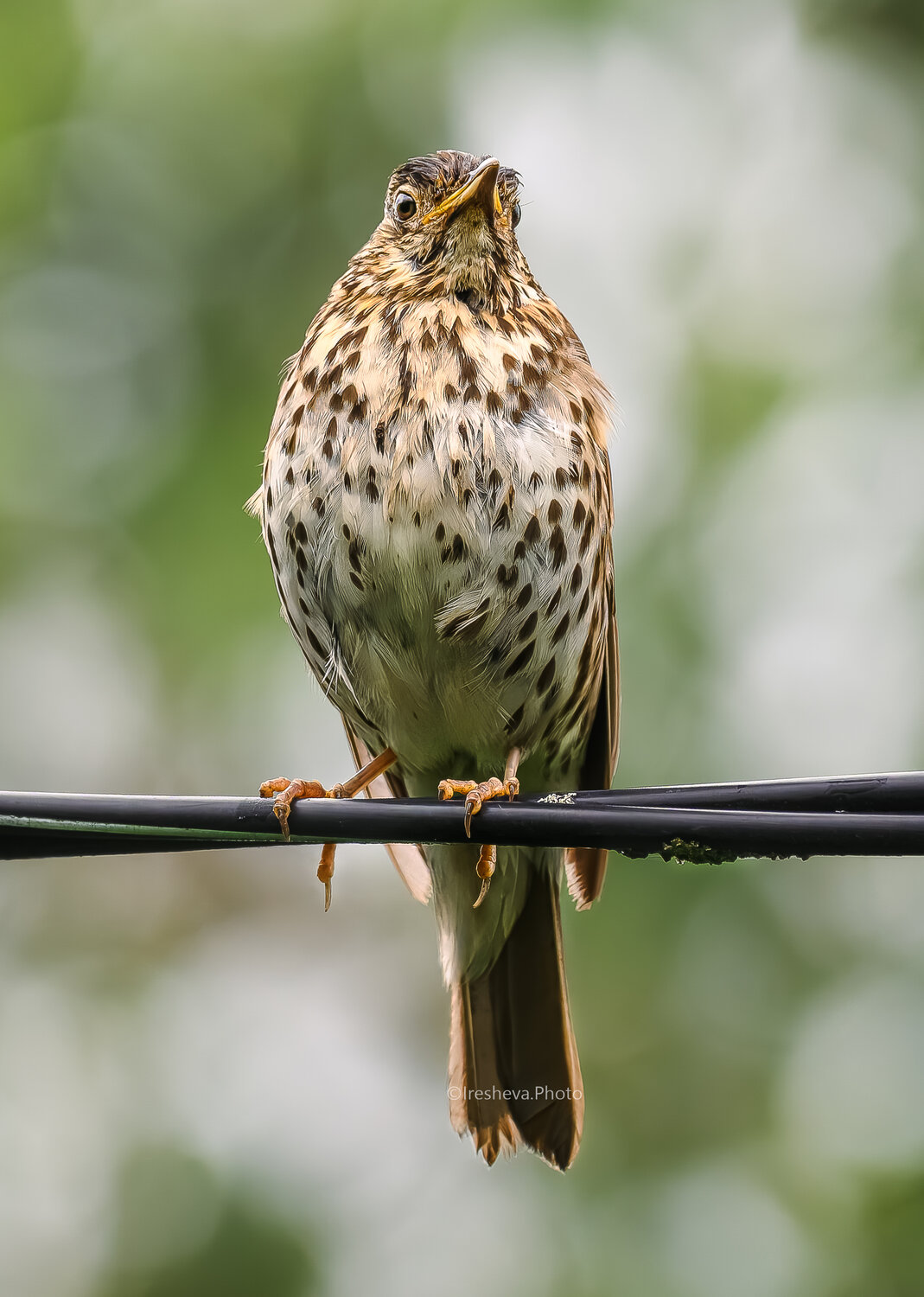 Дрозд, Певчий дрозд, Bird, Birds, Ирешева Мария
