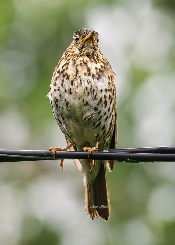 Дрозд, Певчий дрозд, Bird, Birds Мокрый Певчий дрозд фото превью