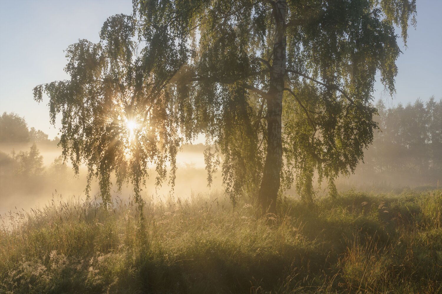 , Бонина Ольга