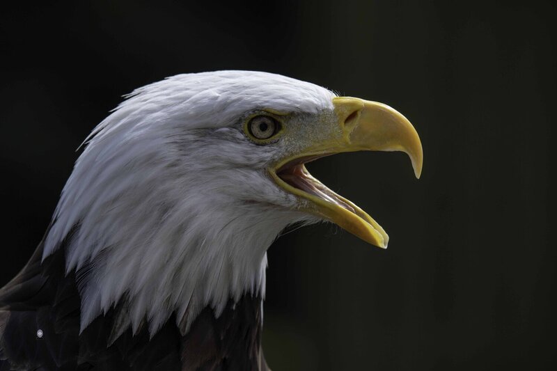 Bald eagle фото превью
