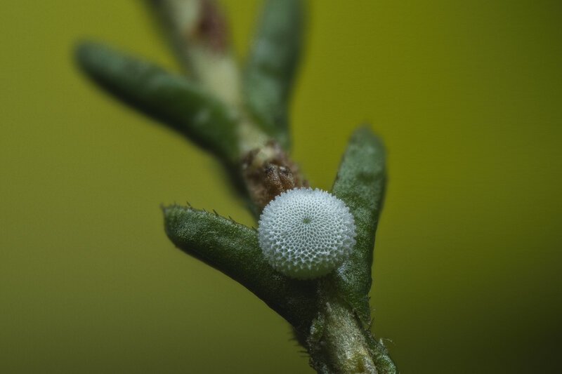 Butterfly Egg  ( Plebejus argus ) on heather фото превью