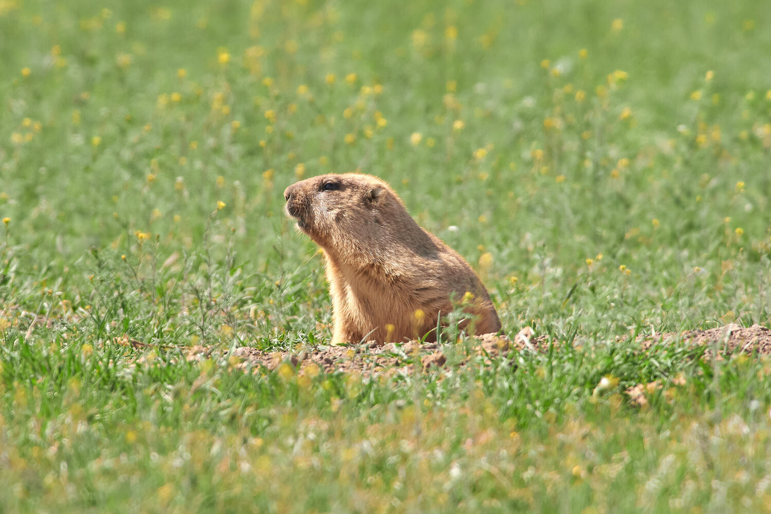 Marmota bobak. Автор: Павел Сторчилов Marmota bobak, байбак, Павел Сторчилов