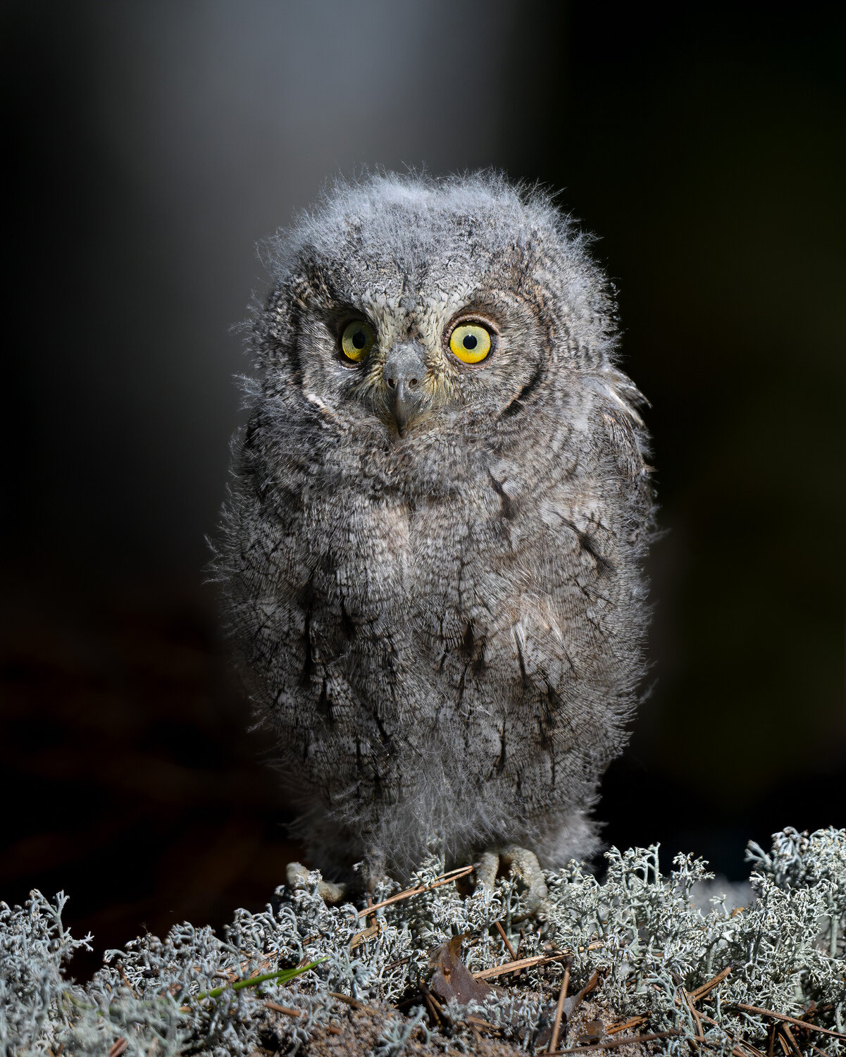 сплюшка, сова, совенок, глаза, Eurasian scops owl, scops owl, портрет, Михаил Ездаков