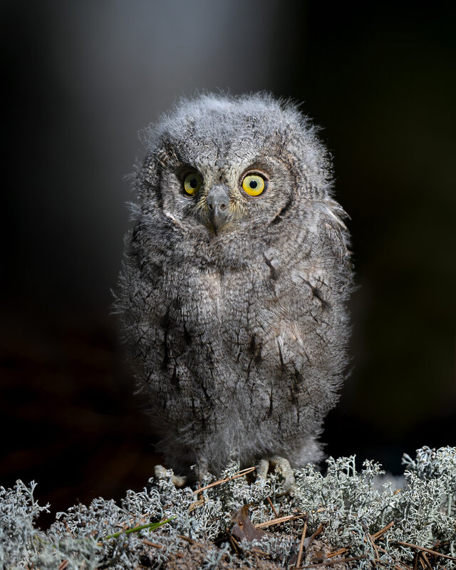 сплюшка, сова, совенок, глаза, Eurasian scops owl, scops owl, портрет Его совиное величество фото превью