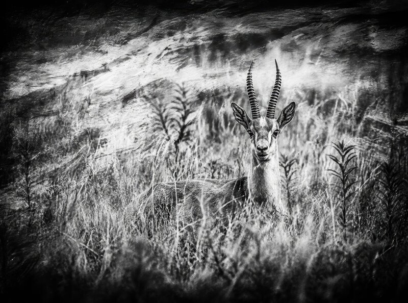 Газель фото превью