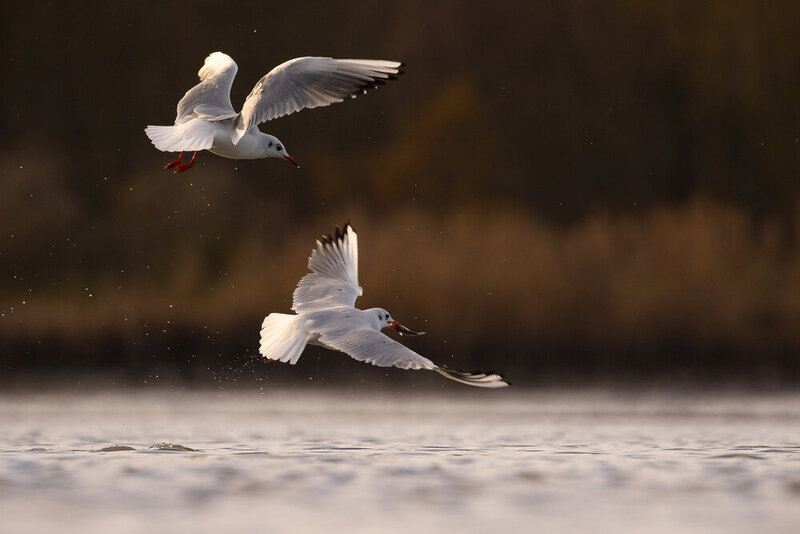 Gulls фото превью