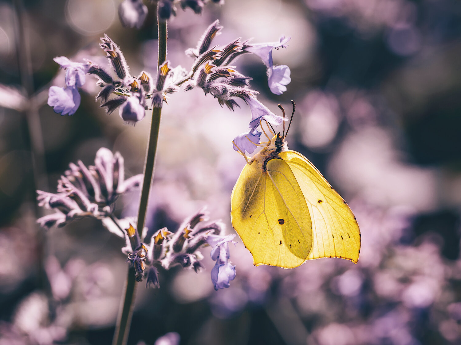 бабочки, насекомые, крушинница, природа, макро, macro, nature, insects, butterfly, Волкова Анна