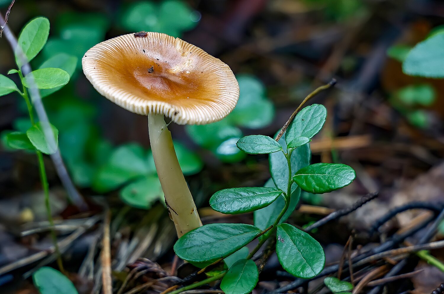 микология, гриб-поплавок, amanita fulva, родственник мухомора, Александр Широких