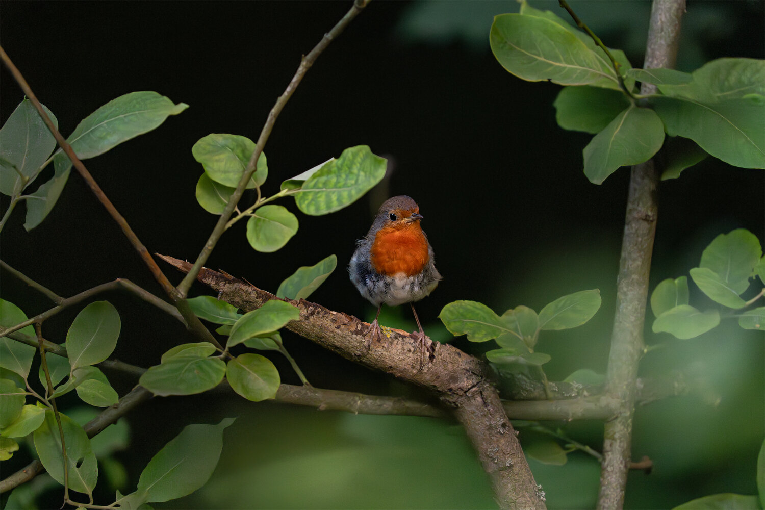 дикая природа, птицы, зарянка, птицы в лесу, wildlife, birds, Гончар Юлия