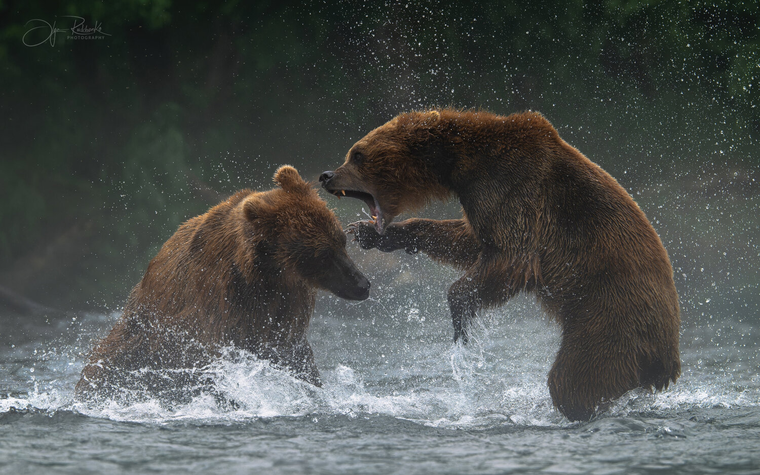 камчатка, медведь, альфа, медведи, bear, бурый медведь, Рудченко Ольга