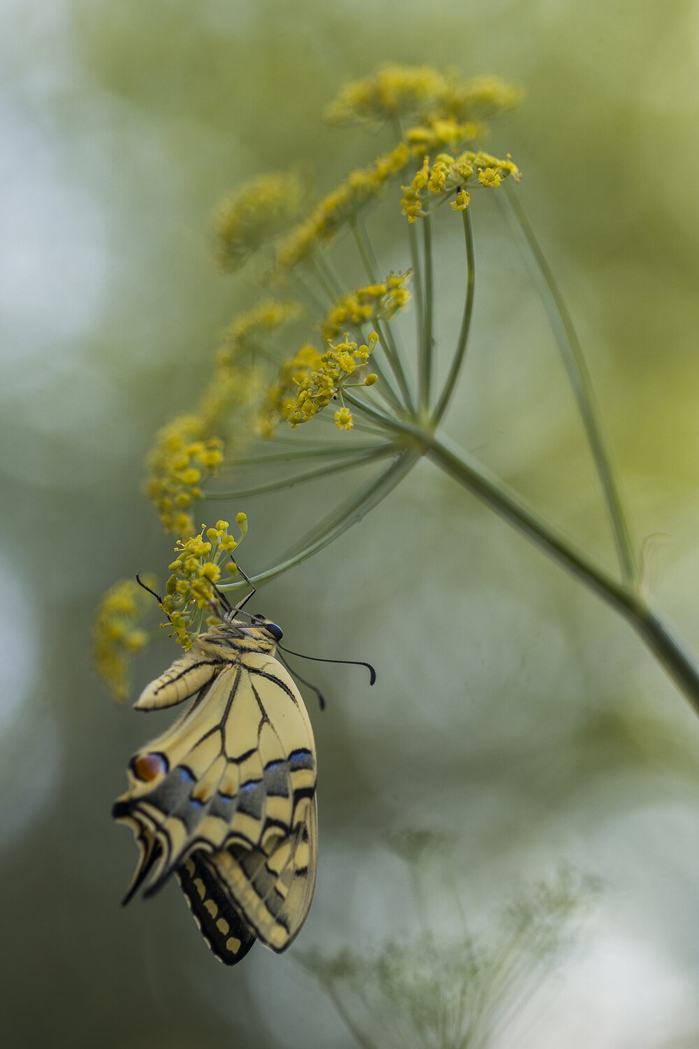 Papilio machaon. Автор: Andrés Emilio insect, lepidoptera, animal, close up, summer, polinator, wings, Andrés Emilio