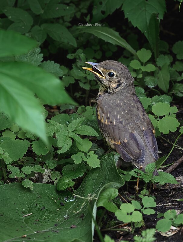 Слёток, Певчий дрозд, Babybird, Bird Я только червячка съел! фото превью