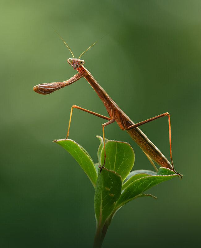 mantis, perching, macro, wild Poised фото превью