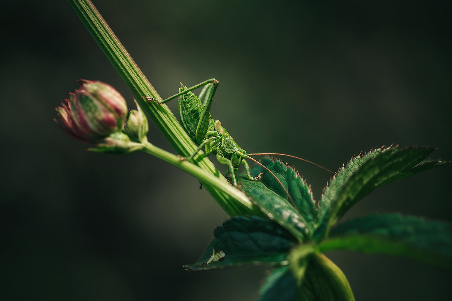 кузнечик, насекомые, макро, фотоохота, природа, nature, insects, macro, grasshopper, Волкова Анна