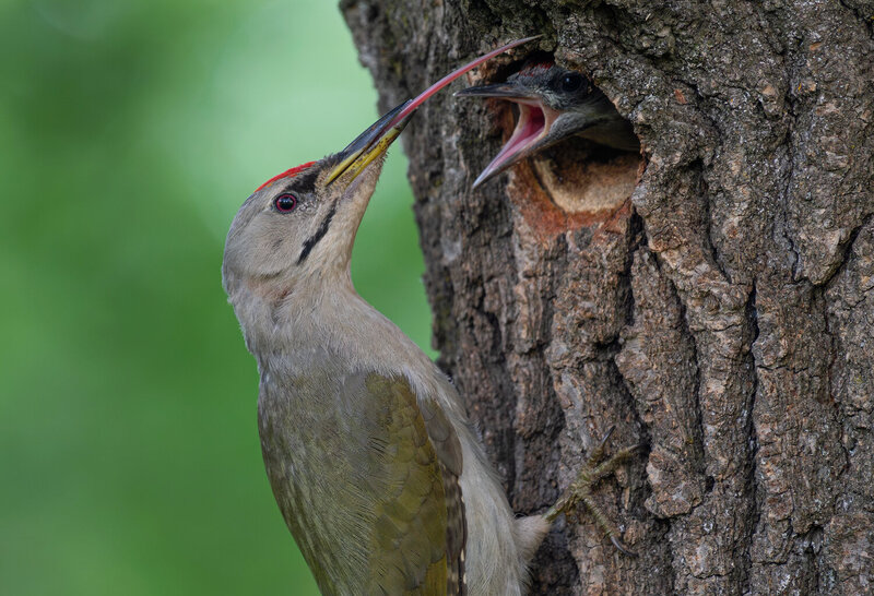 дятел, седой дятел, фотоохота, птицы, birds Язычок фото превью