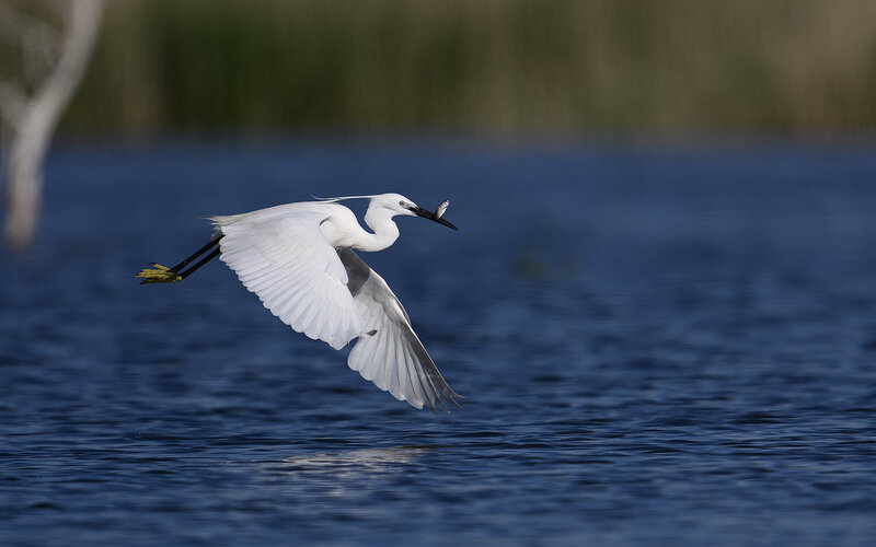 Little Egret фото превью
