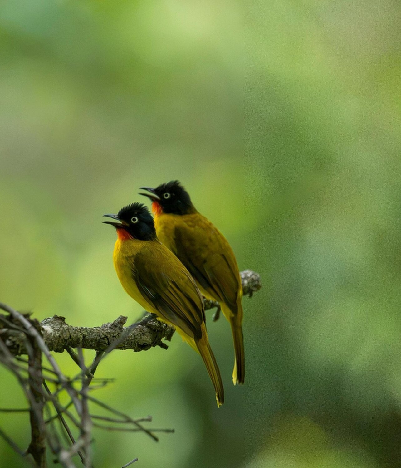 , Pramod Bayya