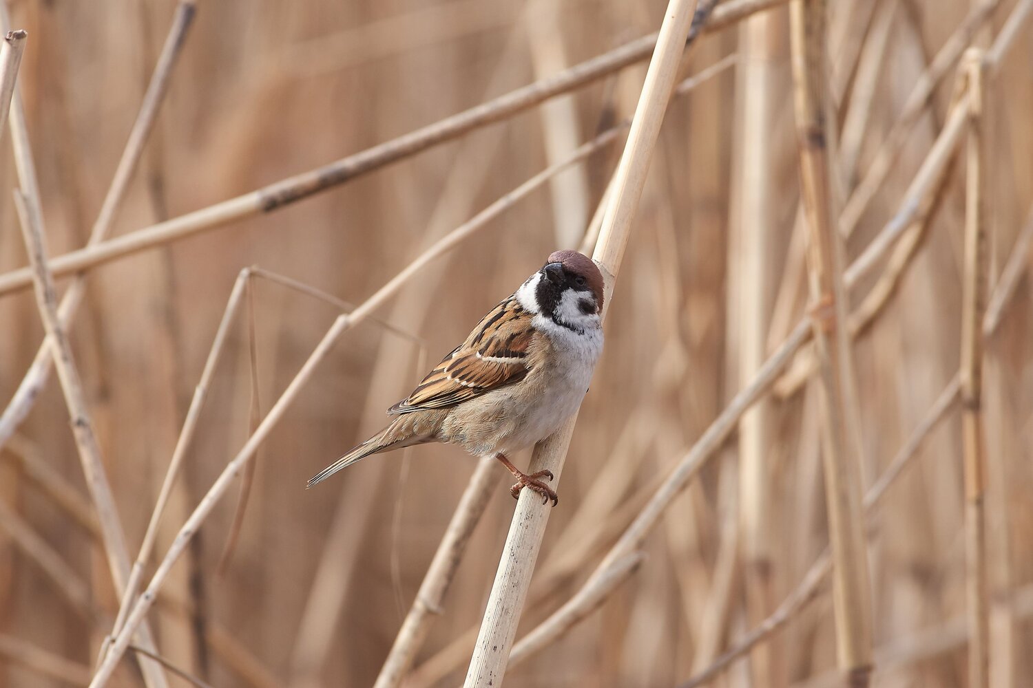 Passer montanus, Полевой Воробей, Павел Сторчилов