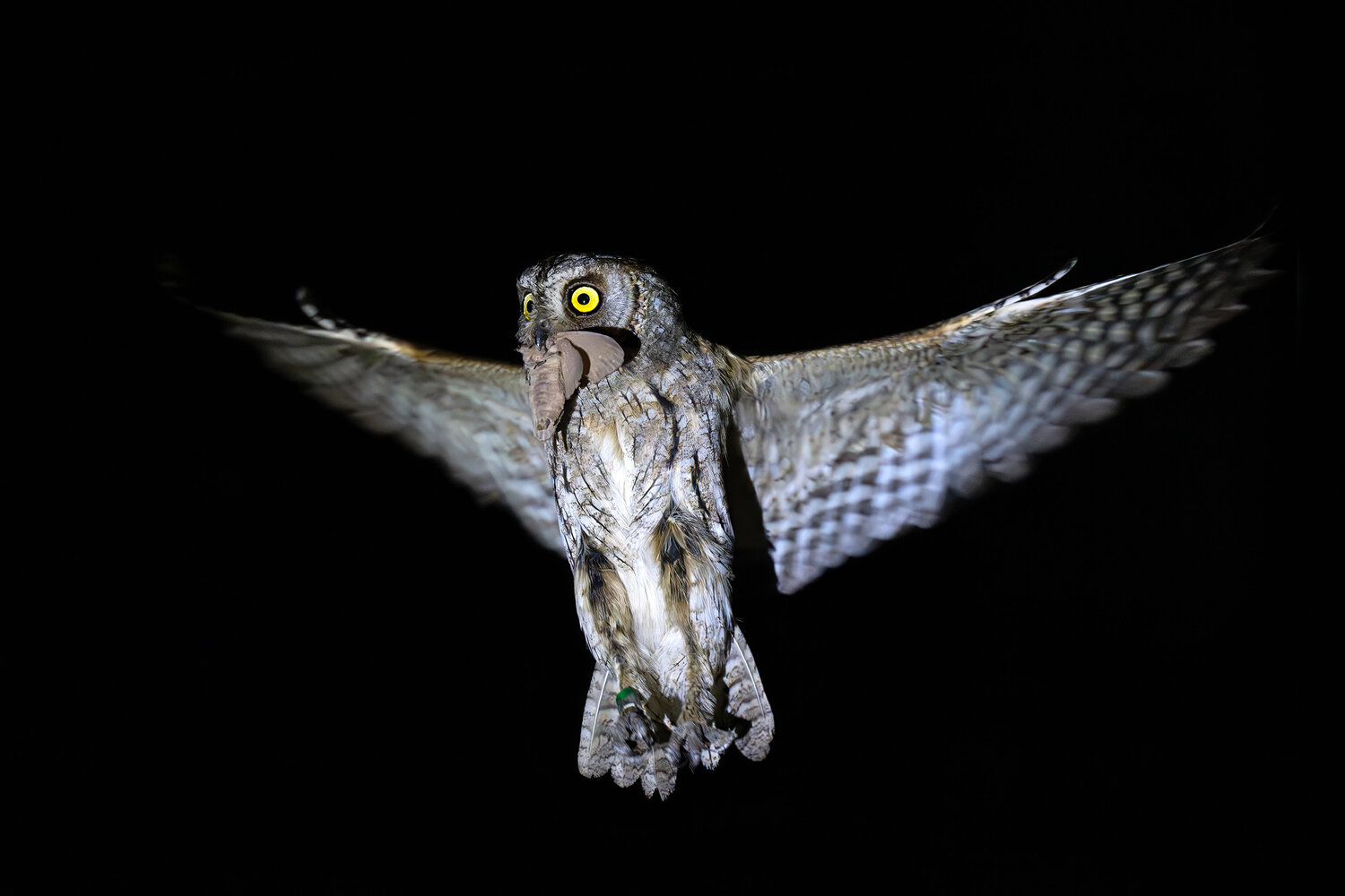 Сплюшка, сова, совенок, Eurasian scops owl, scops owl, портрет, глаза, Михаил Ездаков