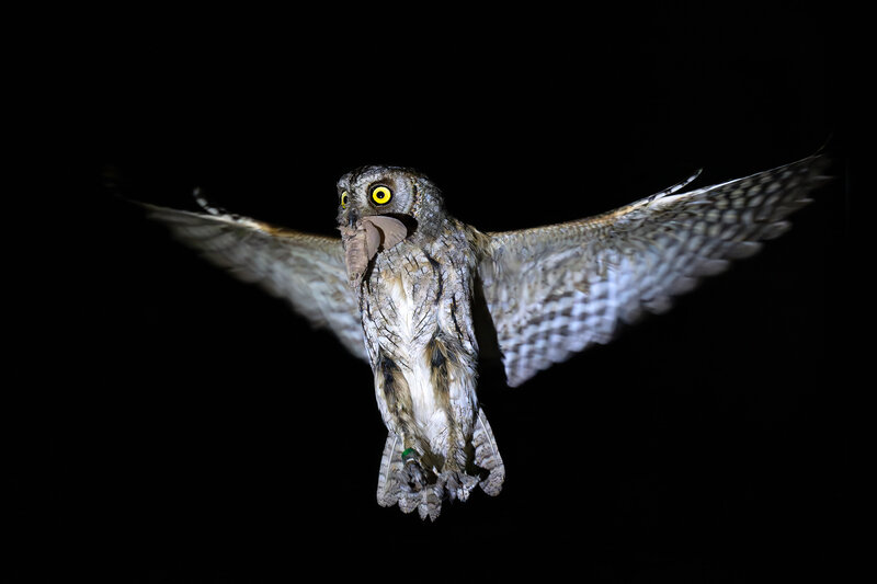 Сплюшка, сова, совенок, Eurasian scops owl, scops owl, портрет, глаза Сплюшка с добычей фото превью