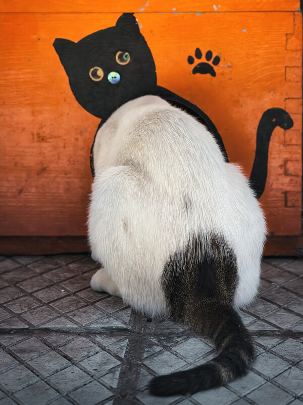 Half painted, half purrfect. фото превью
