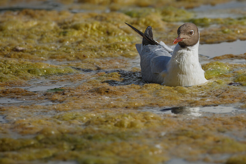 птицы, озерная чайка, вода, ряска, лето, природа В объятиях ряски фото превью