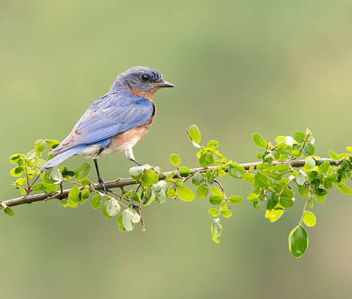 Восточная сиалия (cамец) - Eastern Bluebird male