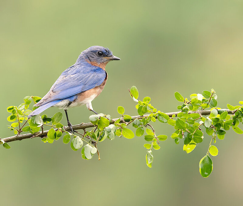 восточная сиалия, сиалия, eastern bluebird, bluebird, птицы, birds, wild Восточная сиалия (cамец) - Eastern Bluebird male фото превью
