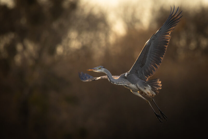 Heron фото превью
