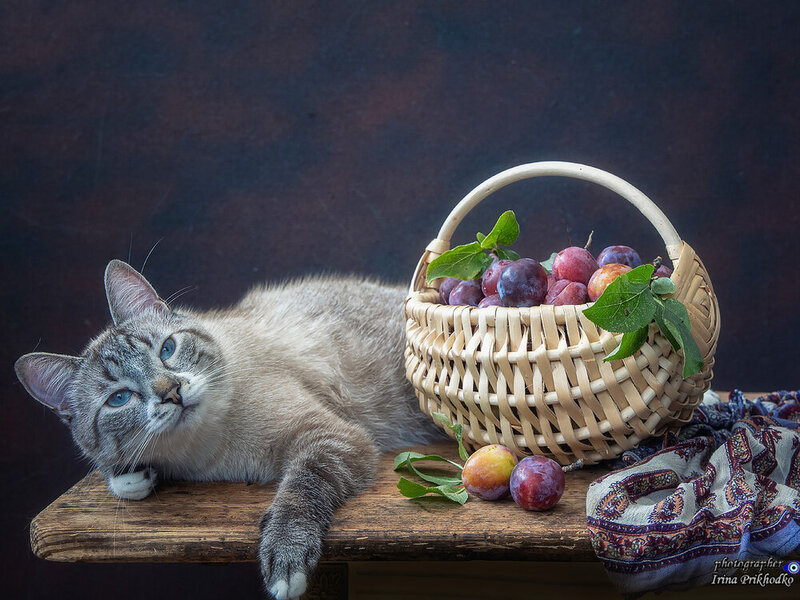 животные, кошки, котики, питомцы, натюрморт, фрукты, сливы Мы собрали урожай! фото превью