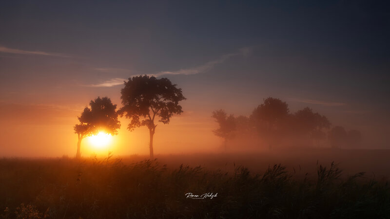 Morning, Sunrise, Tree, Sun, Grass, Nikon Misty morning фото превью