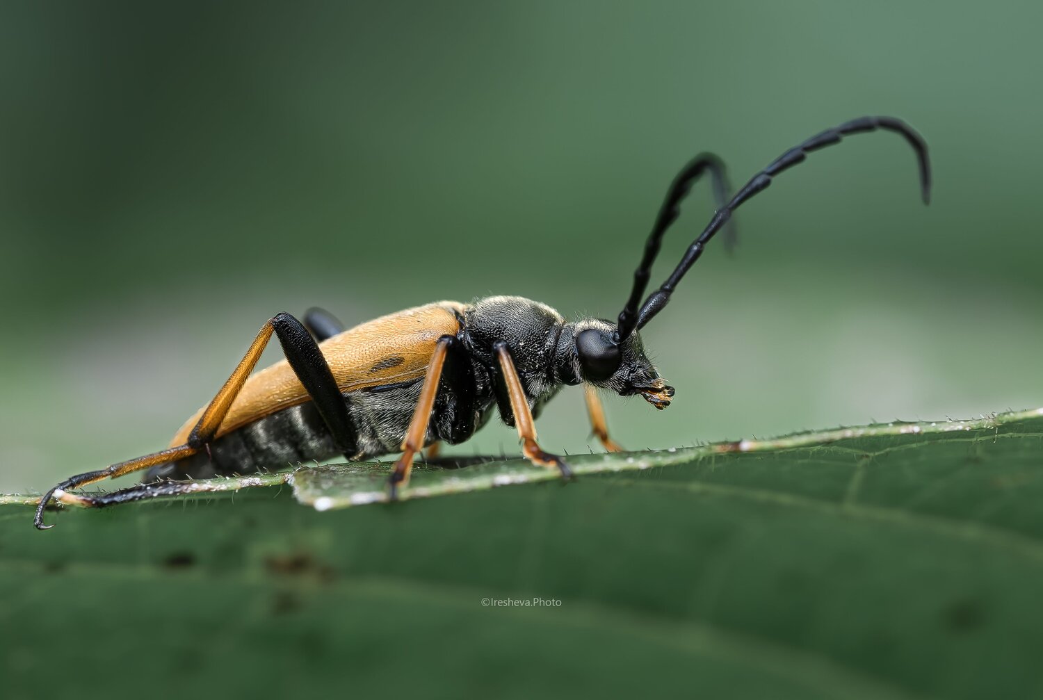 Macro, Жук - усач, Лептура красная, Ирешева Мария
