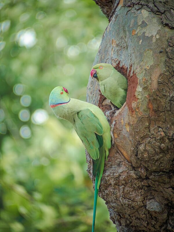 Сухой как лист фото превью