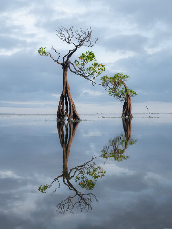 Sumba dancing trees фото превью