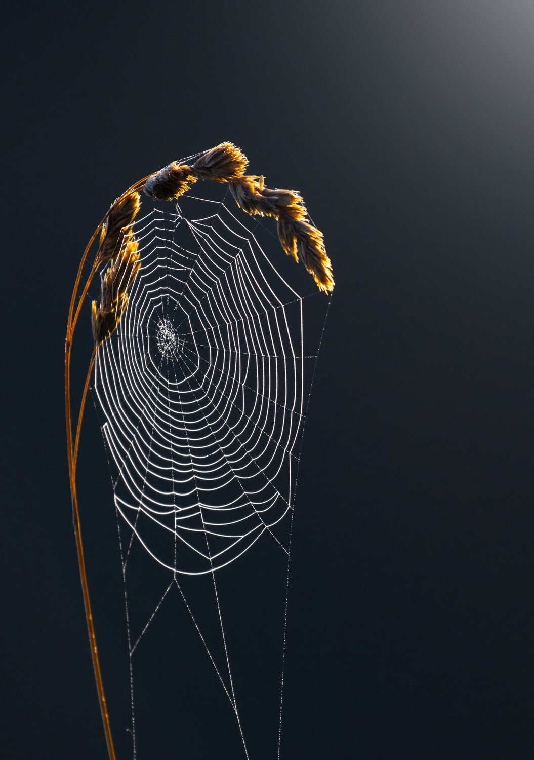, Дарья