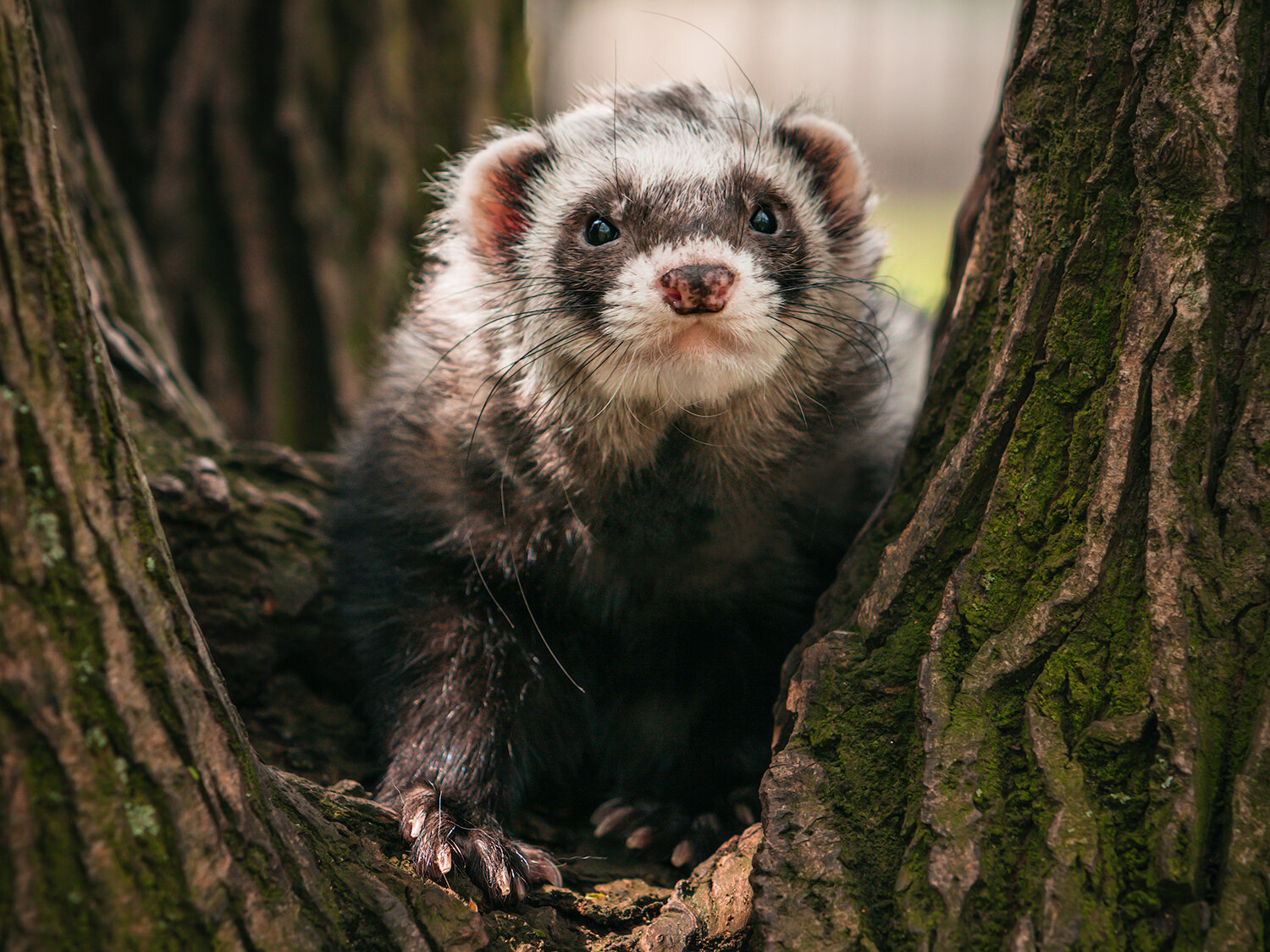 хорёк, хорьки, животные, природа, фауна, animals, fauna, nature, ferret, Волкова Анна