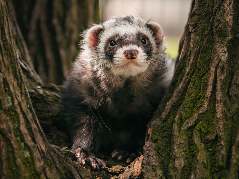 хорёк, хорьки, животные, природа, фауна, animals, fauna, nature, ferret Ку-ку! фото превью