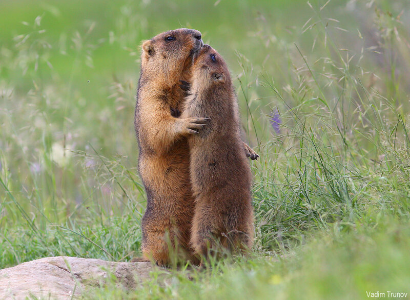 сурок, байбак, marmot Cурки фото превью