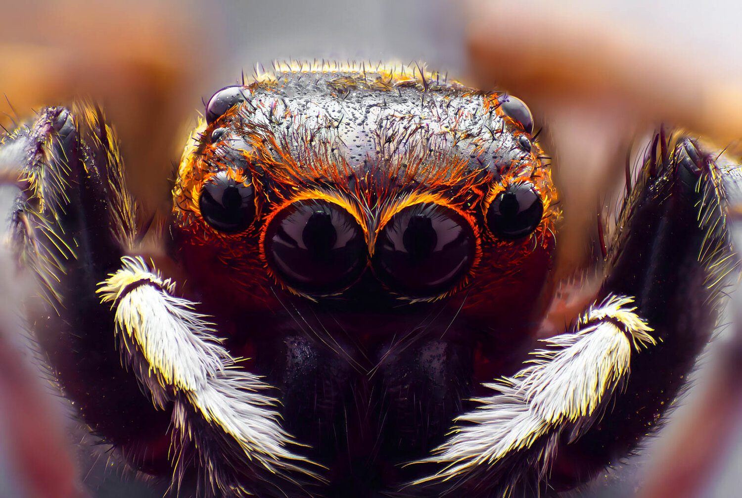 The Jumping Spider\'s Realm. Автор: Alaa Obaid jumping spider, macro photography, extreme macro, focus stacking, studio macro, arachnid, spider portrait, eyes, nature, wildlife, macro optics, details, Alaa Obaid