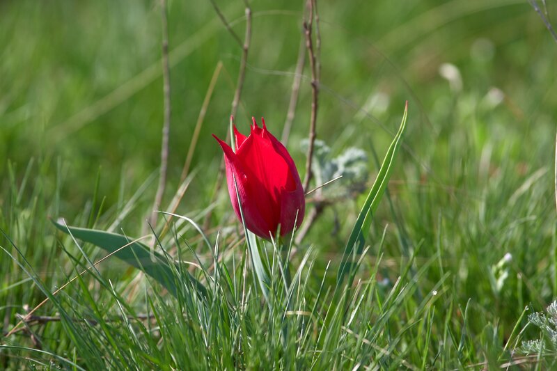 Tulipa suaveolens, тюльпан шренка Tulipa suaveolens фото превью