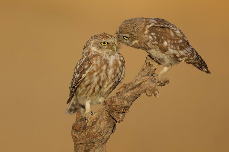 Owl Kiss фото превью