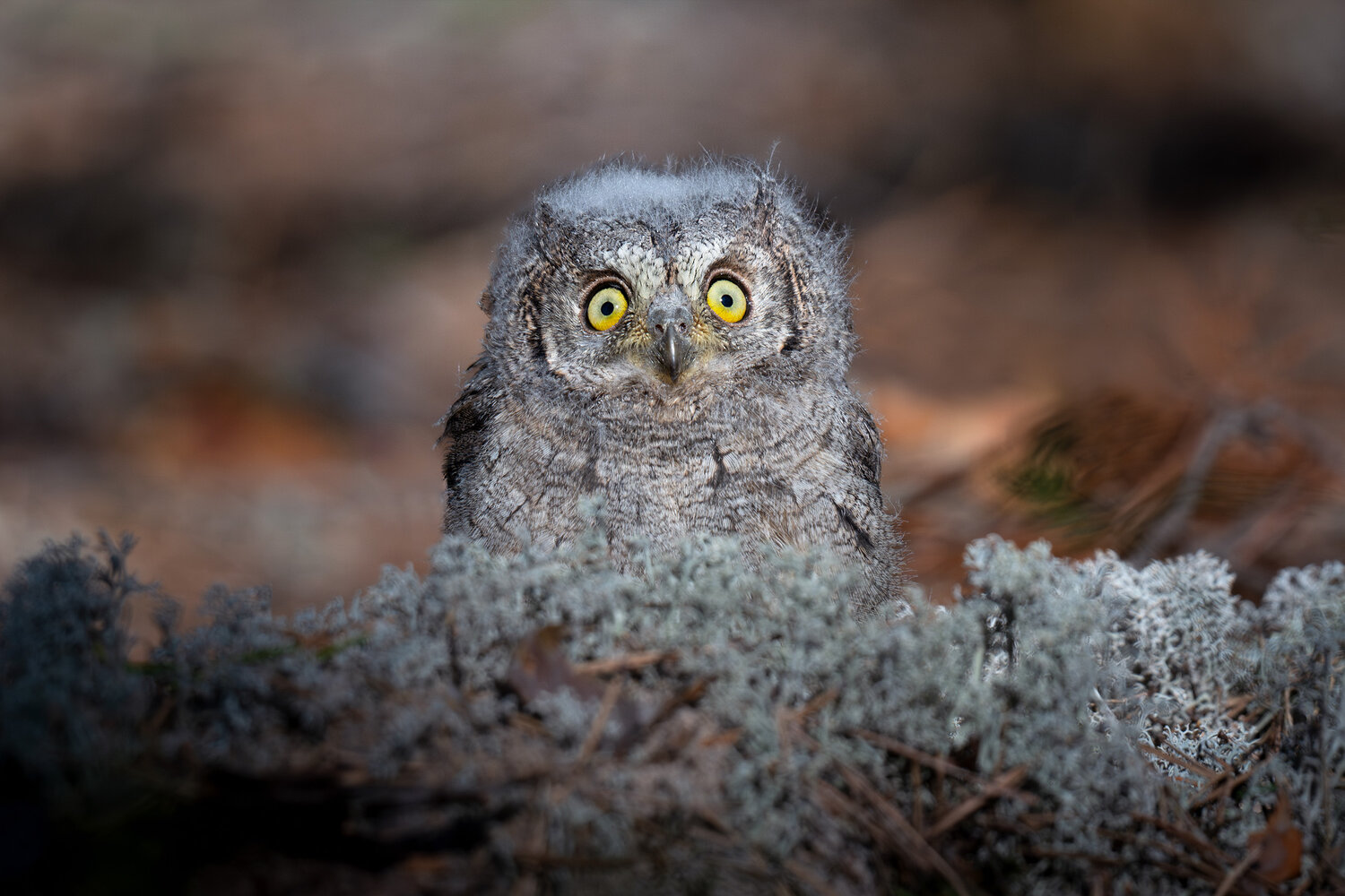 Сплюшка, сова, совенок, Eurasian scops owl, scops owl, портрет, глаза, Михаил Ездаков