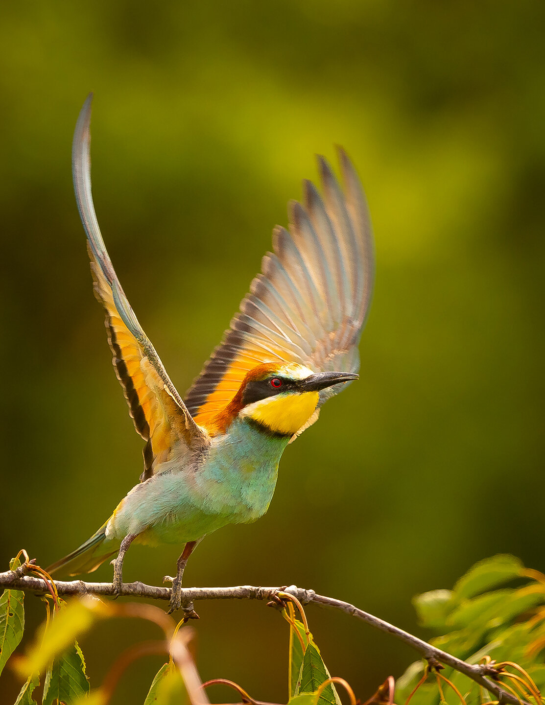 Bee-eater. Автор: Adamec Robert , Adamec Robert