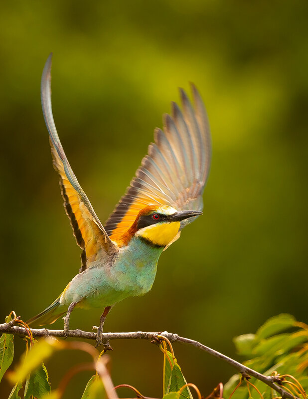 Bee-eater фото превью