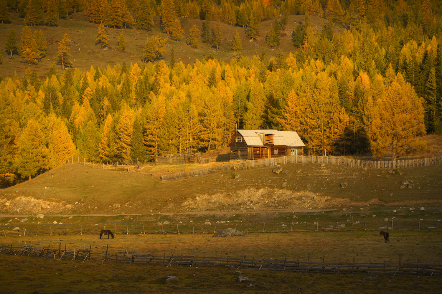 вечер, лес, горы, осень, алтай, Растворов Игорь