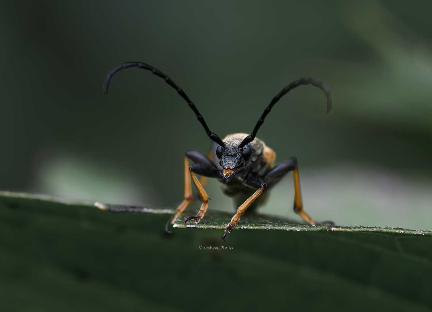 Лептура красная, Macro, Жук - усач, Ирешева Мария