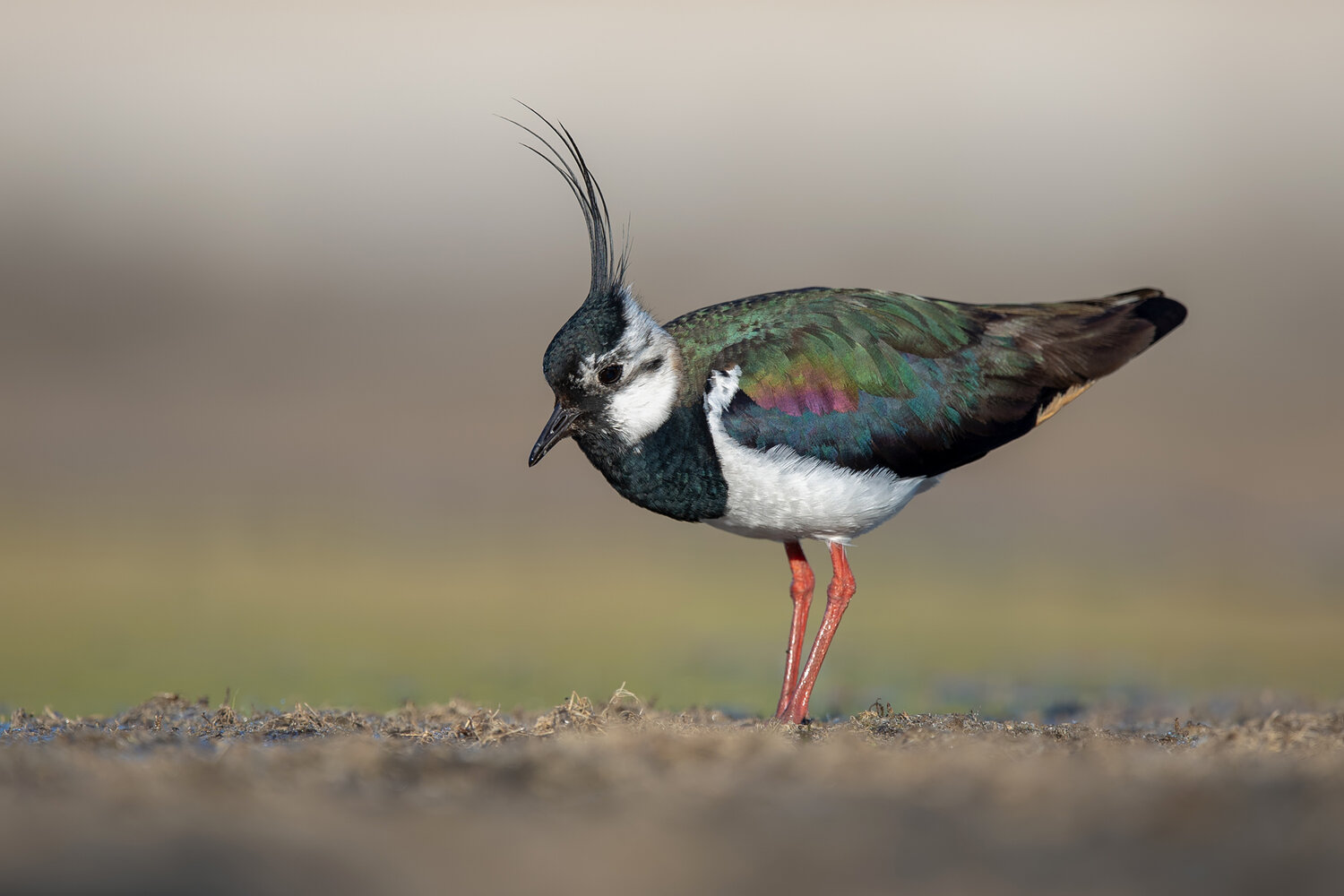 northern lapwing, vanellus vanellus, lapwing, wader, shorebird, bird, wild bird, wildlife, wildlife photography, bird photography, nature, nature photography, grassland, meadow, wetland, field, european bird, breeding plumage, crest, iridescent feathers, , Damian Kwasek